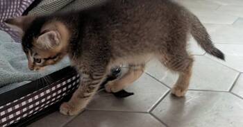 Nostradamus -  Domestic Short Hair Cat for Adoption in Hudson, New Hampshire - Nostradamus | PetCurious