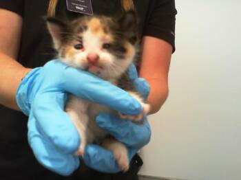 ZOEY -  Domestic Short Hair Cat Available for Adoption in Charlotte, North Carolina - ZOEY | PetCurious