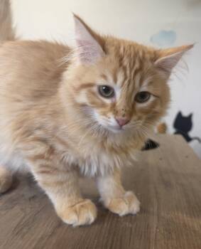 Domestic Long Hair Cats Available for Adoption - Remi | PetCurious