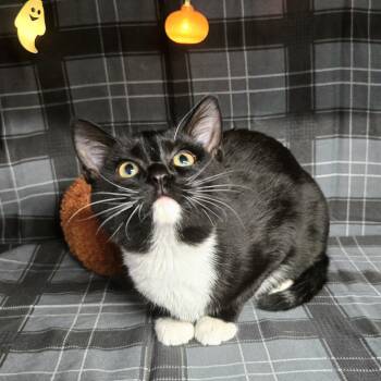 Rescue Domestic Short Hair Cats for Adoption in Eaton Rapids, Michigan - Nooki 55569 | PetCurious