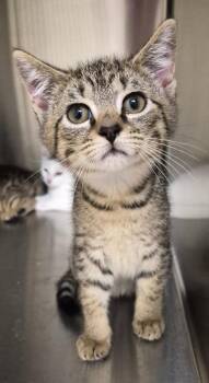 Jazz -  Domestic Short Hair Cat for Adoption in Christiansburg, Virginia - Jazz | PetCurious
