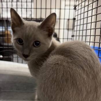 Tucker -  Domestic Short Hair Cat for Adoption in Midland, Texas - Tucker | PetCurious