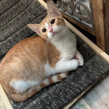 Popper -  Domestic Short Hair Cat for Adoption in Bulverde, Texas - Popper | PetCurious