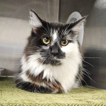 Latte -  Domestic Long Hair Cat for Adoption in Oneonta, New York - Latte | PetCurious