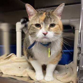 Rescue Domestic Short Hair Cats for Adoption in Elbow Lake, Minnesota - Elizabeth | PetCurious