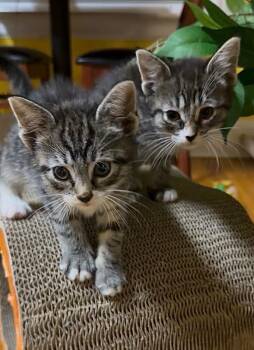 Moon & Navy -  Domestic Short Hair Cat for Adoption in Totowa, New Jersey - Moon & Navy | PetCurious