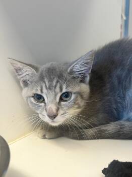 Aquarius (ID 50956) -  Domestic Short Hair Cat for Adoption in Manassas, Virginia - Aquarius (ID 50956) | PetCurious