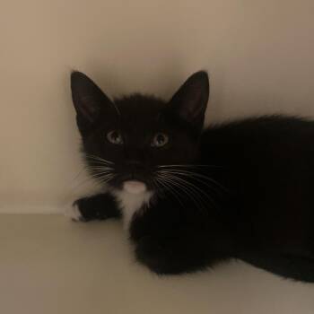 Domestic Short Hair Cats Available for Adoption in Dayton, Ohio - Kenai | PetCurious