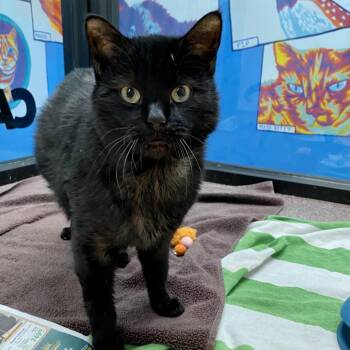 Domestic Short Hair Cats Available for Adoption in Denver, Colorado - Clarence Cheyenne | PetCurious