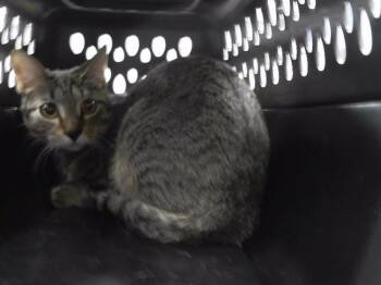 DARLENE -  Domestic Short Hair Cat for Adoption in Omaha, Nebraska - DARLENE | PetCurious