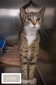 Tabby and Tuxedo Cats Available for Adoption in Greenville, Delaware - Chia (FCID# 05/13/2026 - 10 Trainer) | PetCurious
