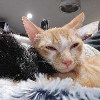 Domestic Short Hair Cats Available for Adoption - Frida | PetCurious