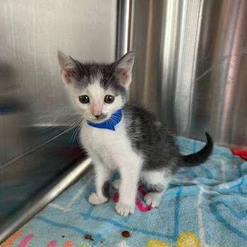 Domestic Short Hair Cats Available for Adoption in Knoxville, Tennessee - Fried Rice | PetCurious