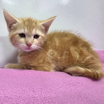 Domestic Short Hair Cats Available for Adoption in Fort Wayne, Indiana - Miss Meatball | PetCurious