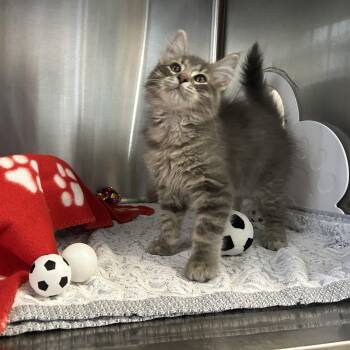 Clutch -  Domestic Long Hair Cat for Adoption in Seymour, Tennessee - Clutch | PetCurious