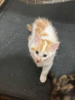 Rune -  Domestic Long Hair Cat for Adoption in Diamond Springs, California - Rune | PetCurious