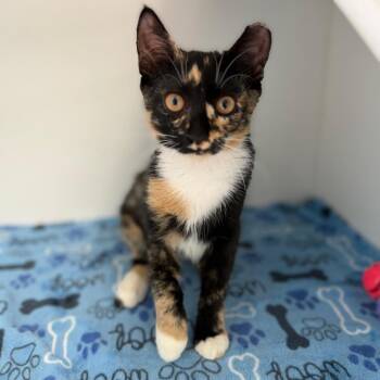 Freckles -  Domestic Short Hair Cat for Adoption in Port Richey, Florida - Freckles | PetCurious