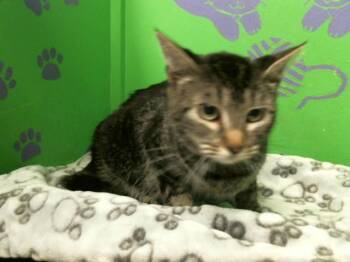 Rescue Domestic Short Hair Cats for Adoption in Houston, Texas - ROSEMARY | PetCurious