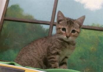 GLACEON -  Domestic Short Hair Cat for Adoption in Houston, Texas - GLACEON | PetCurious