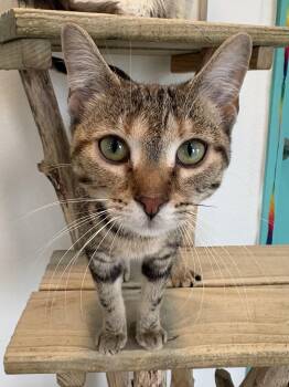 Domestic Short Hair Cats Available for Adoption in Chicago, Illinois - Animal Cracker | PetCurious