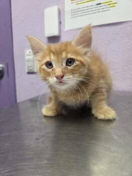 Domestic Short Hair Cats Available for Adoption in El Paso, Texas - 61072901 | PetCurious