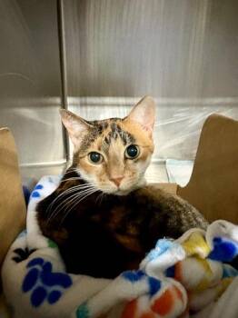 Domestic Short Hair Cats Available for Adoption in Lafayette, Indiana - Danny | PetCurious