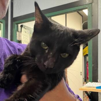 Fuego -  Domestic Short Hair Cat for Adoption in Lake Jackson, Texas - Fuego | PetCurious