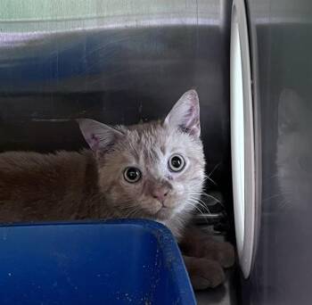 Domestic Short Hair Cats Available for Adoption - PINGPONG | PetCurious