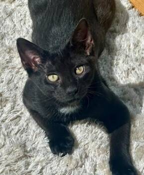 Zuzu -  Domestic Short Hair Cat for Adoption in Quakertown, Pennsylvania - Zuzu | PetCurious