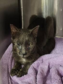 JON WICK -  Domestic Short Hair Cat for Adoption - JON WICK | PetCurious