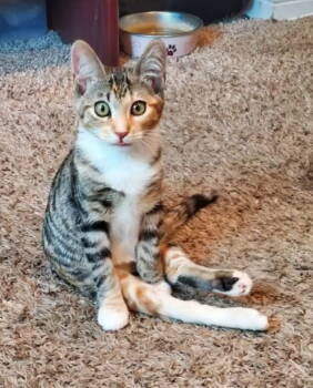 Rescue Domestic Short Hair Cats for Adoption in Riverside, California - Joy | PetCurious