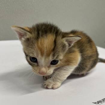 Siren -  Domestic Short Hair Cat for Adoption in Tampa, Florida - Siren | PetCurious