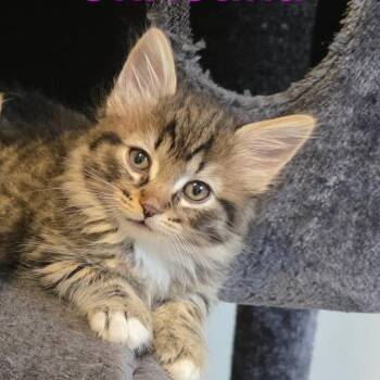 Christina -  Domestic Short Hair Cat for Adoption in Victoria, British Columbia - Christina | PetCurious