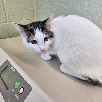 Rescue Domestic Short Hair Cats for Adoption in Eureka Springs, Arkansas - Cleo | PetCurious