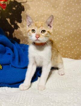 Monica -  Domestic Short Hair Cat for Adoption in Groveland, Massachusetts - Monica | PetCurious