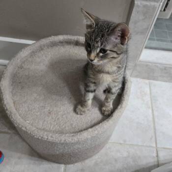 Domestic Short Hair Cats Available for Adoption - Earl Gray | PetCurious