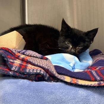 Domestic Short Hair Cats Available for Adoption in Indianapolis, Indiana - Snowflake | PetCurious