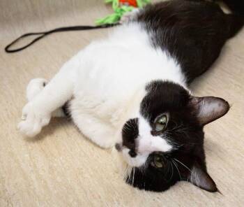 Lincoln -  Domestic Medium Hair Cat for Adoption in Arlington, Washington - Lincoln | PetCurious