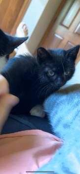 Rescue Domestic Short Hair Cats for Adoption in Rice, Minnesota - Thumper | PetCurious