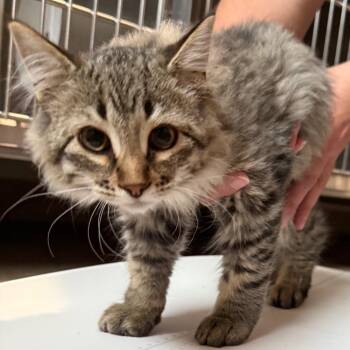 Sonny -  Domestic Medium Hair Cat for Adoption in Cedaredge, Colorado - Sonny | PetCurious