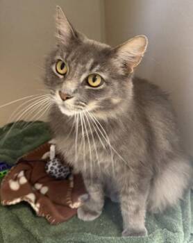 Emerson -  Domestic Medium Hair Cat for Adoption in Salem, New Hampshire - Emerson | PetCurious