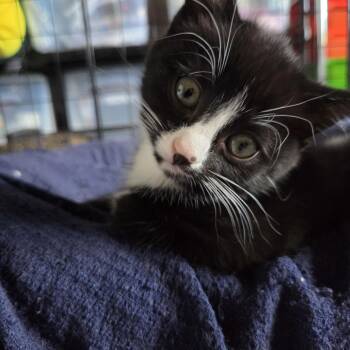 Oreo -  Domestic Short Hair Cat for Adoption in Beaverton, Oregon - Oreo | PetCurious