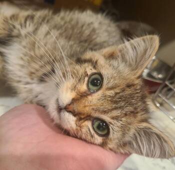 Barley -  Domestic Short Hair Cat for Adoption in Portland, Indiana - Barley | PetCurious