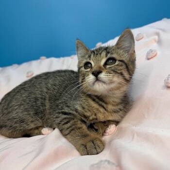 Domestic Short Hair Cats Available for Adoption in San Antonio, Texas - Lotus | PetCurious