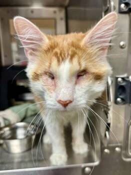 Domestic Long Hair Cats Available for Adoption in Wichita, Kansas - Skippy Barnes | PetCurious