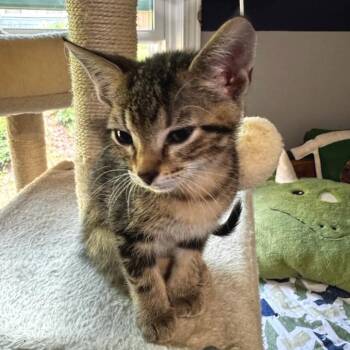 Loyal -  Domestic Short Hair Cat for Adoption in Cumming, Georgia - Loyal | PetCurious