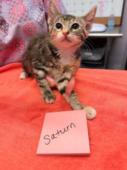 Saturn -  Domestic Short Hair Cat for Adoption in Vancouver, Washington - Saturn | PetCurious