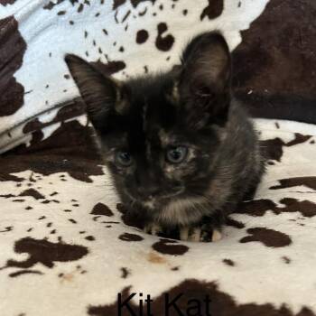 Kit Kat -  Domestic Short Hair Cat for Adoption in Buffalo, Minnesota - Kit Kat | PetCurious
