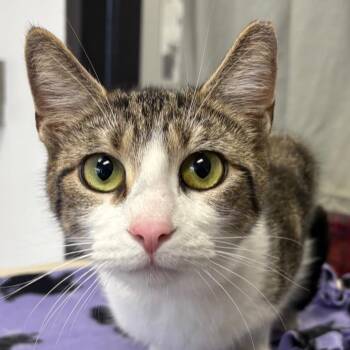 Domestic Short Hair Cats Available for Adoption - Sunshine | PetCurious