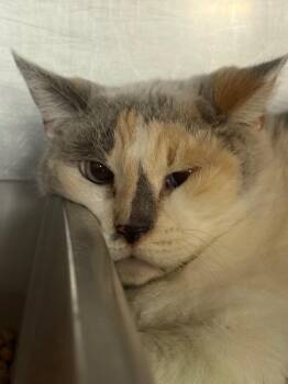 Domestic Short Hair Cats Available for Adoption in Huntington, Indiana - Sugar | PetCurious